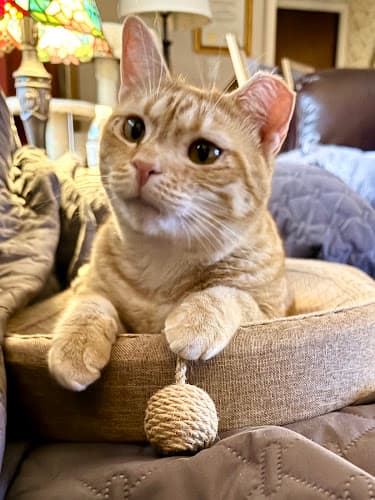 Forgotten Felines & Fidos, Inc.