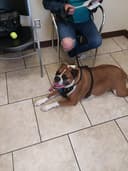 Kutztown Animal Hospital logo
