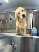 The Magic Groom Bus logo