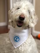 Main Line Mobile Veterinary Services logo