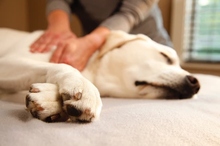 Touch of Soul Canine Massage logo