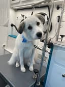 Deluxe Pups Mobile Pet Salon logo