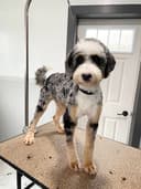 Royal Touch Pet Grooming logo