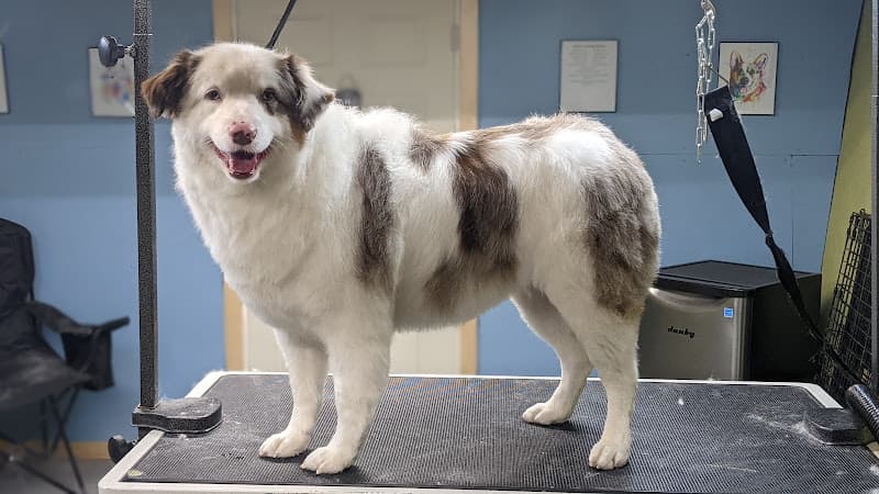 Bucher's Barking Bubbles logo