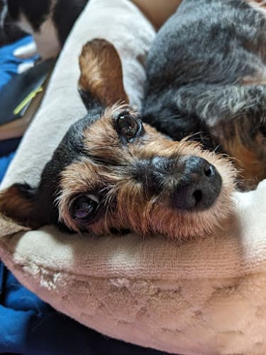 Golden Years Veterinary Services logo