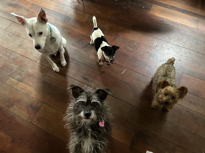 Pawsitive Vibes Only LLC logo