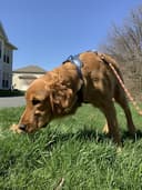 K.A.’S Tailwaggin’ Petsitting logo