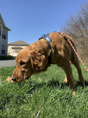 K.A.’S Tailwaggin’ Petsitting logo