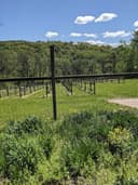 Maple Springs Vineyard logo