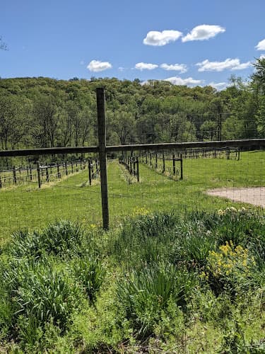 Maple Springs Vineyard Logo