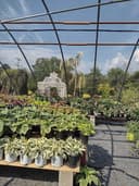 Bucks County Nursery logo