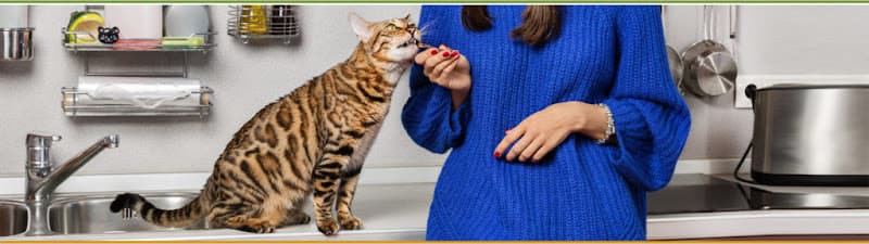 Pet Pals In Home Pet Sitters logo