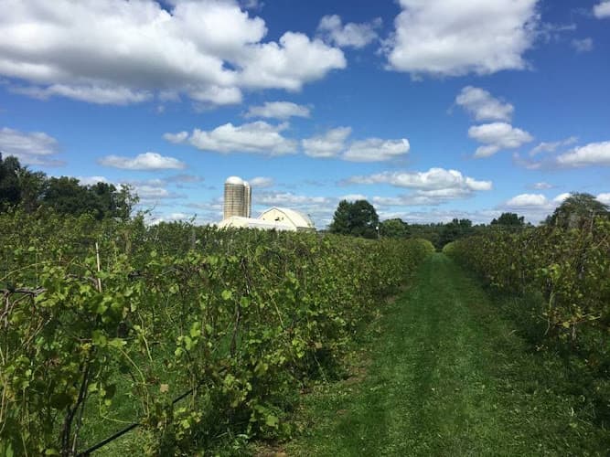 Bishop Estate Vineyard and Winery logo