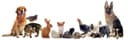 Tried & True Animal Care Services logo