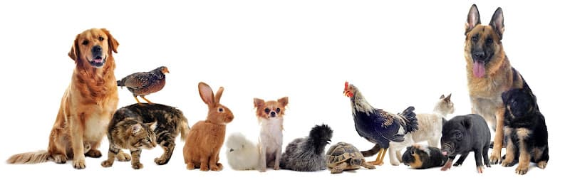 Tried & True Animal Care Services Logo