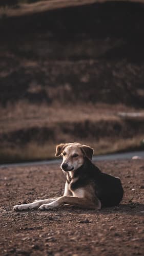 Quality of Life In-Home Pet Euthanasia Service LLC logo