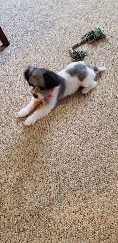 Picture Purrfect Grooming logo