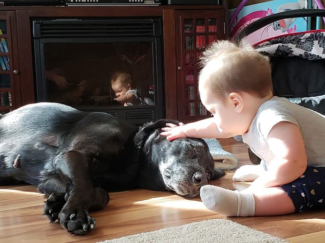 Perkiomen Animal Hospital logo