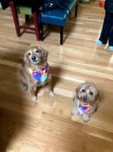 Bubbles & Beyond Pet Salon logo