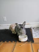 Frederick Electric logo