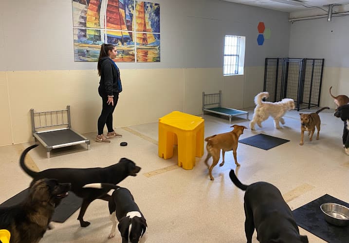 Cold Nose Lodge logo