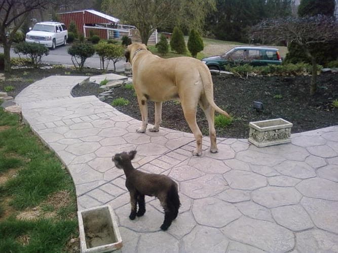 Peace Of Mind Home Pet Care logo