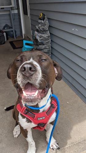 Doggie Do's Grooming logo