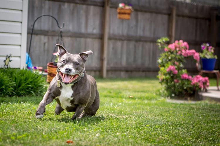 Eastern Pennsylvania Veterinary Medical Center logo