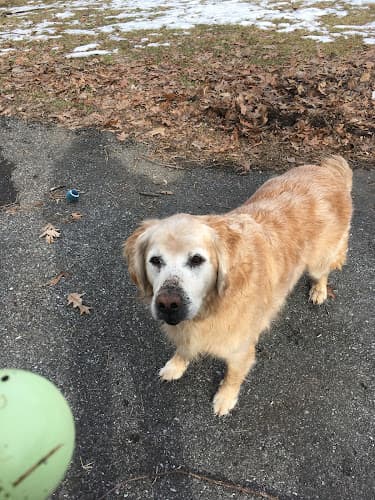 Dees Pet Sitting logo