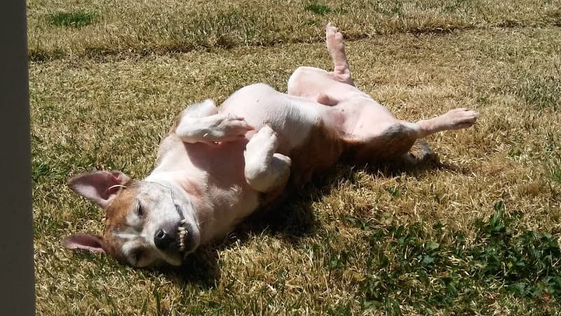 VCA East Penn Animal Hospital logo