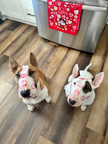Who let the dogs out?! Pet services by Chelsey Rae logo