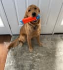 Nearme Dog Walking & Pet Care logo