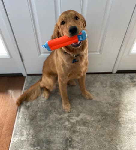 Nearme Dog Walking & Pet Care logo