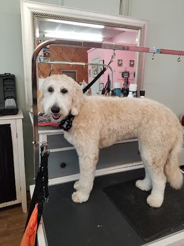 Amazing Grace Grooming Salon logo