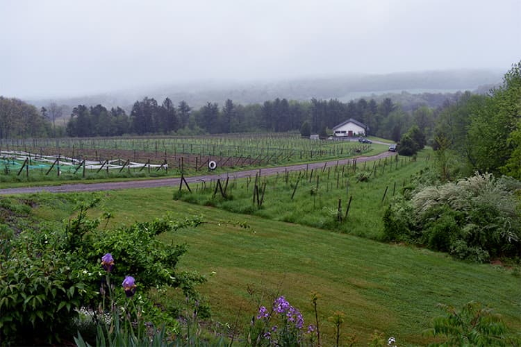 Big Creek Vineyard logo