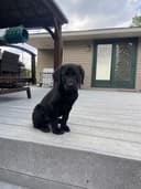 Hope Lock Kennels logo