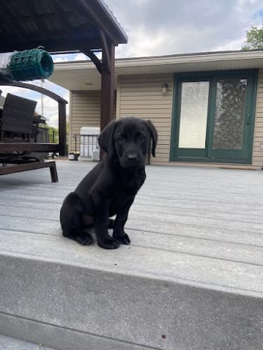 Hope Lock Kennels logo