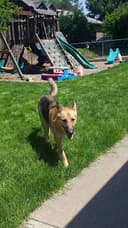 Char-Will Kennels logo