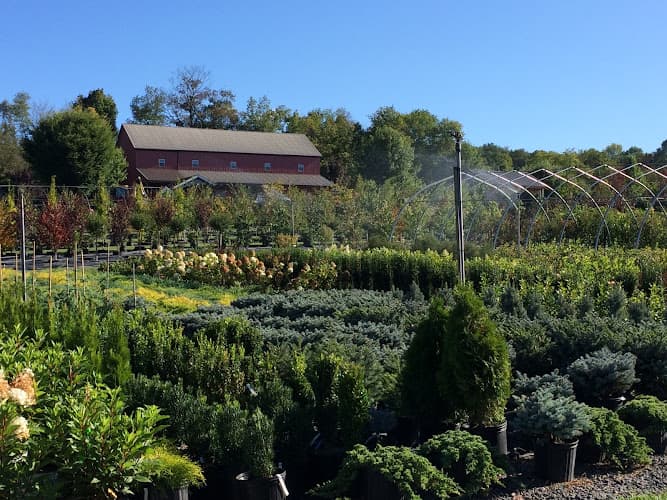 Silver Maple Nursery, LLC logo