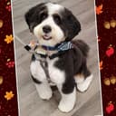 Miss Doolittles - Deer Lake logo