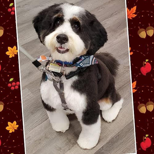 Miss Doolittles - Deer Lake logo