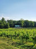 Ridgeview Farm & Vineyards/ Ridgeview Farm Brewing Co. logo