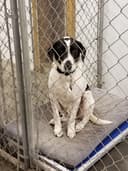 Hound Hollow Farm, LLC logo