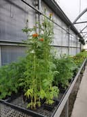 Countryside Farm & Greenhouse logo