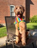 Stella's Treats & Grooming Salon logo