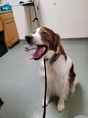 Silver Maple Veterinary Clinic logo