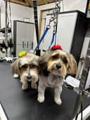 Hot Diggity Dog Grooming logo