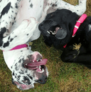 Leesport Pet Resort logo