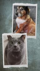 Cool Cat Sitters logo