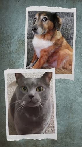 Cool Cat Sitters Logo